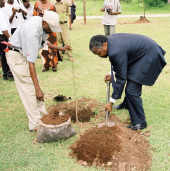 IIPT Tree Planting